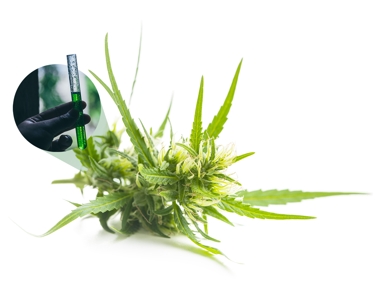cannabis-img